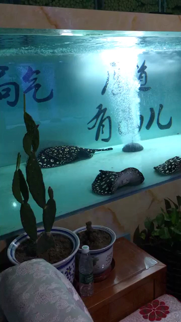 收皇冠種魚 觀賞龜/鱉飼料 第1張