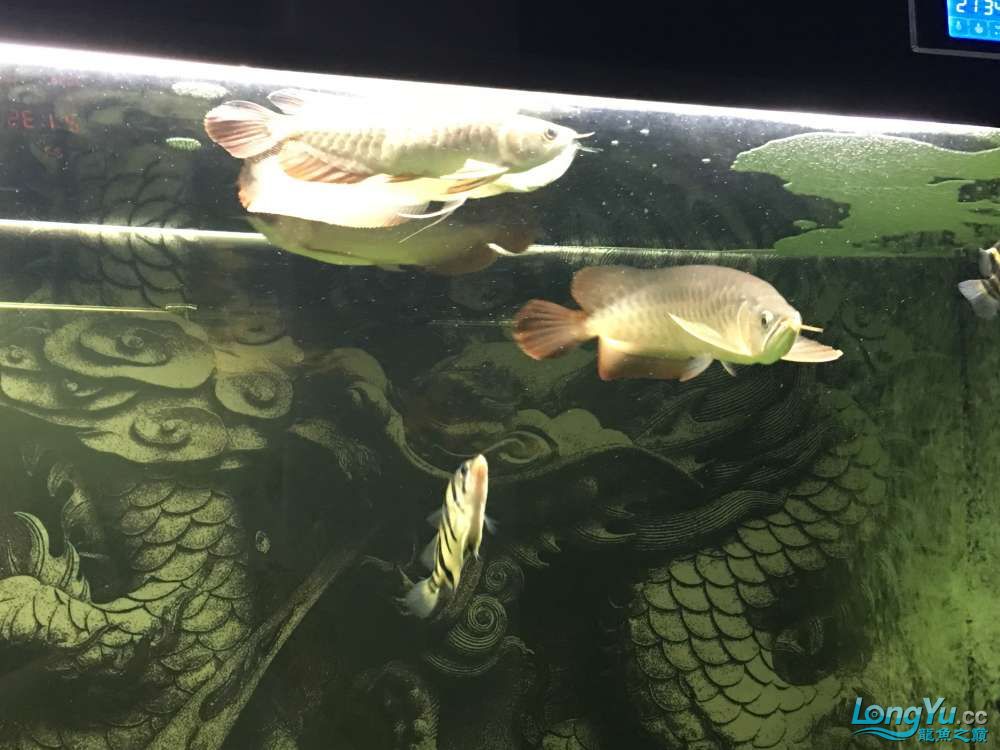 混養(yǎng)20天的感受 三間鼠魚 第3張