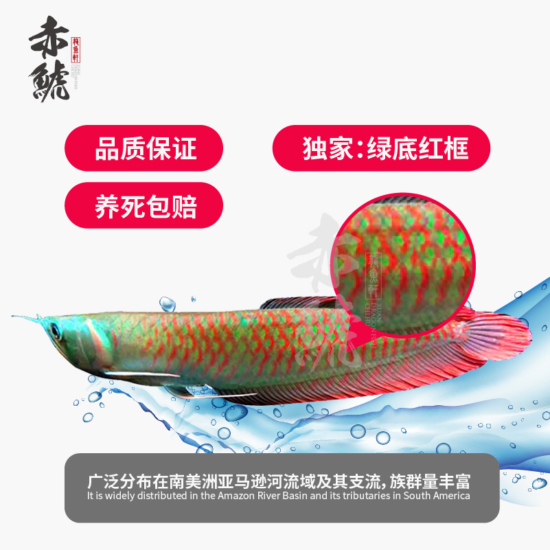 自貢觀賞魚市場一個魚友的愛魚