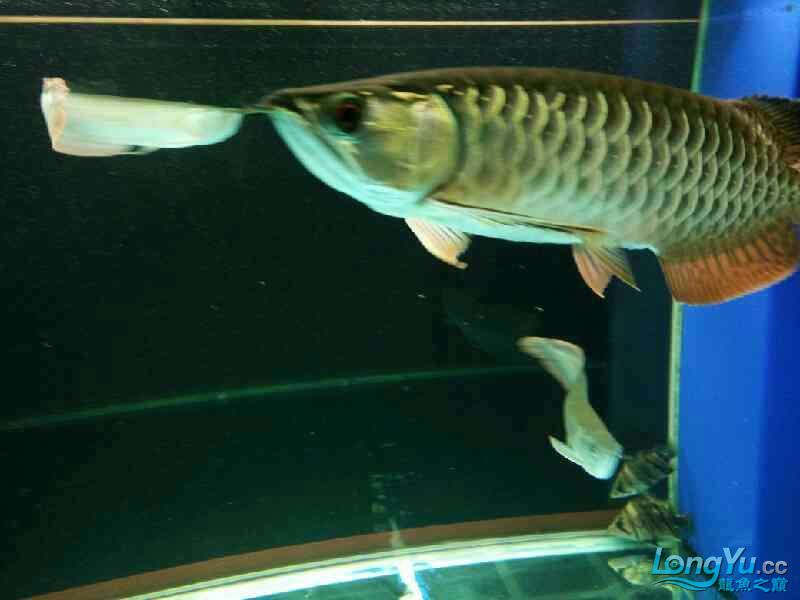 雨夜賞魚 非洲金鼓魚 第9張