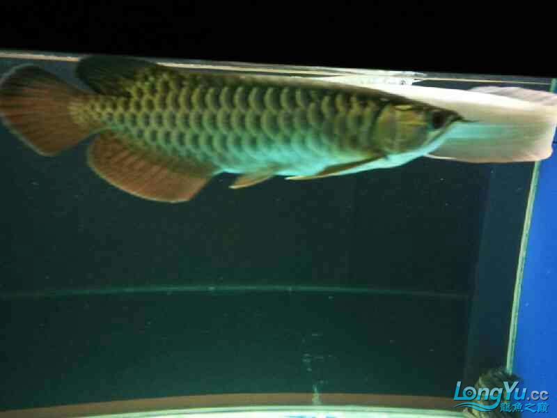 雨夜賞魚 非洲金鼓魚 第6張