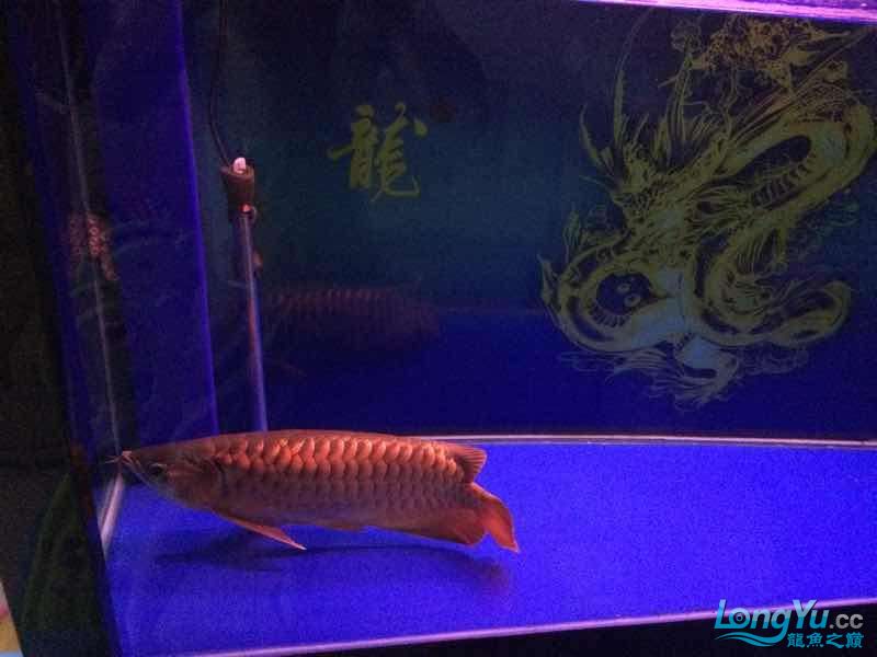 龍魚(yú)得了水霉怎么辦