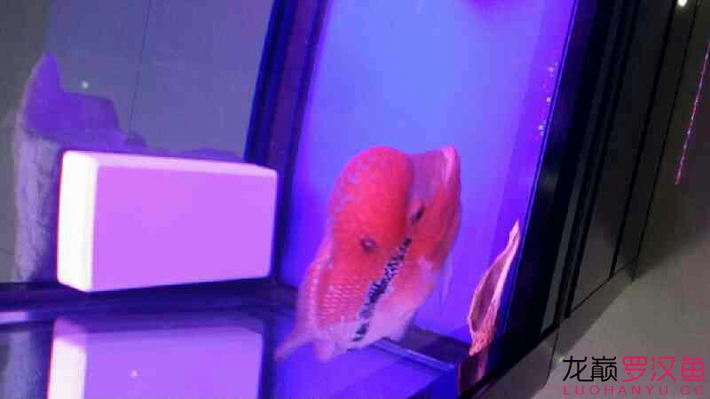 畢節(jié)水族館觀察3天小解