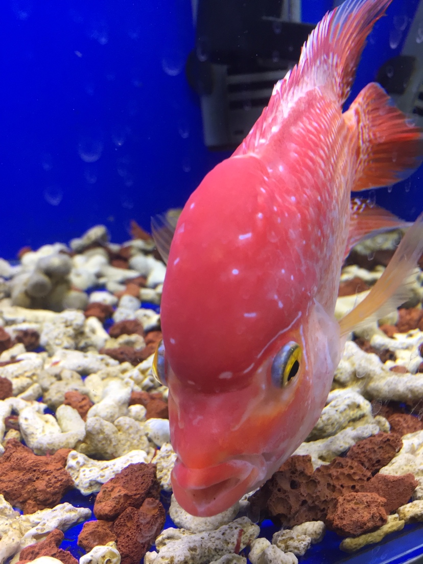 恩施土家族苗族自治州觀賞魚市場求教各位魚友魚嘴好像脫臼了 觀賞魚市場（混養(yǎng)魚） 第7張