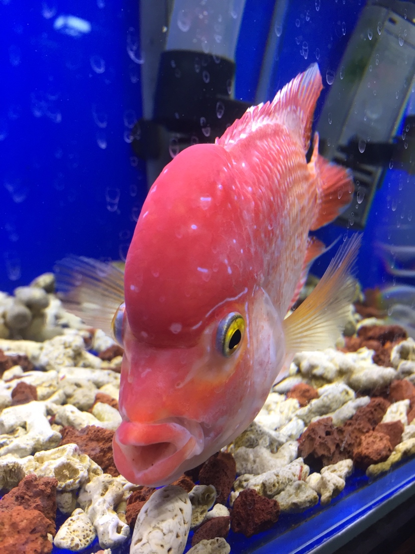 恩施土家族苗族自治州觀賞魚市場求教各位魚友魚嘴好像脫臼了 觀賞魚市場（混養(yǎng)魚） 第5張