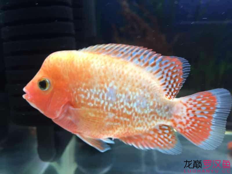 各位魚友給推薦一款小羅飼料