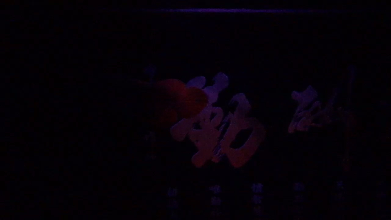 來一發(fā)龍缸的小夜燈 蝴蝶鯉 第1張