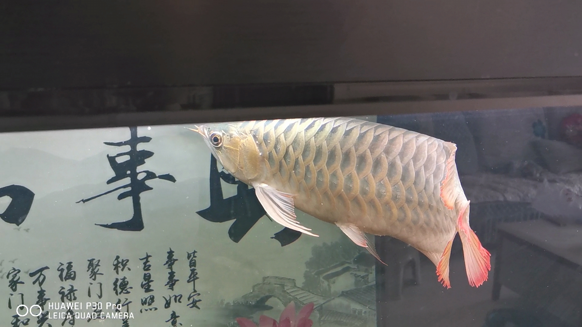 紅龍魚(yú)怎么樣