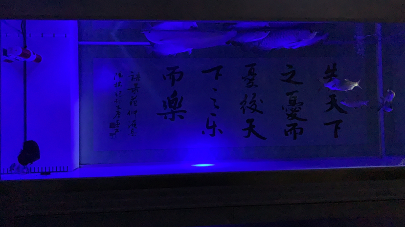 烏蘭察布水族館分享最新版1357養(yǎng)魚法 雪龍魚 第6張