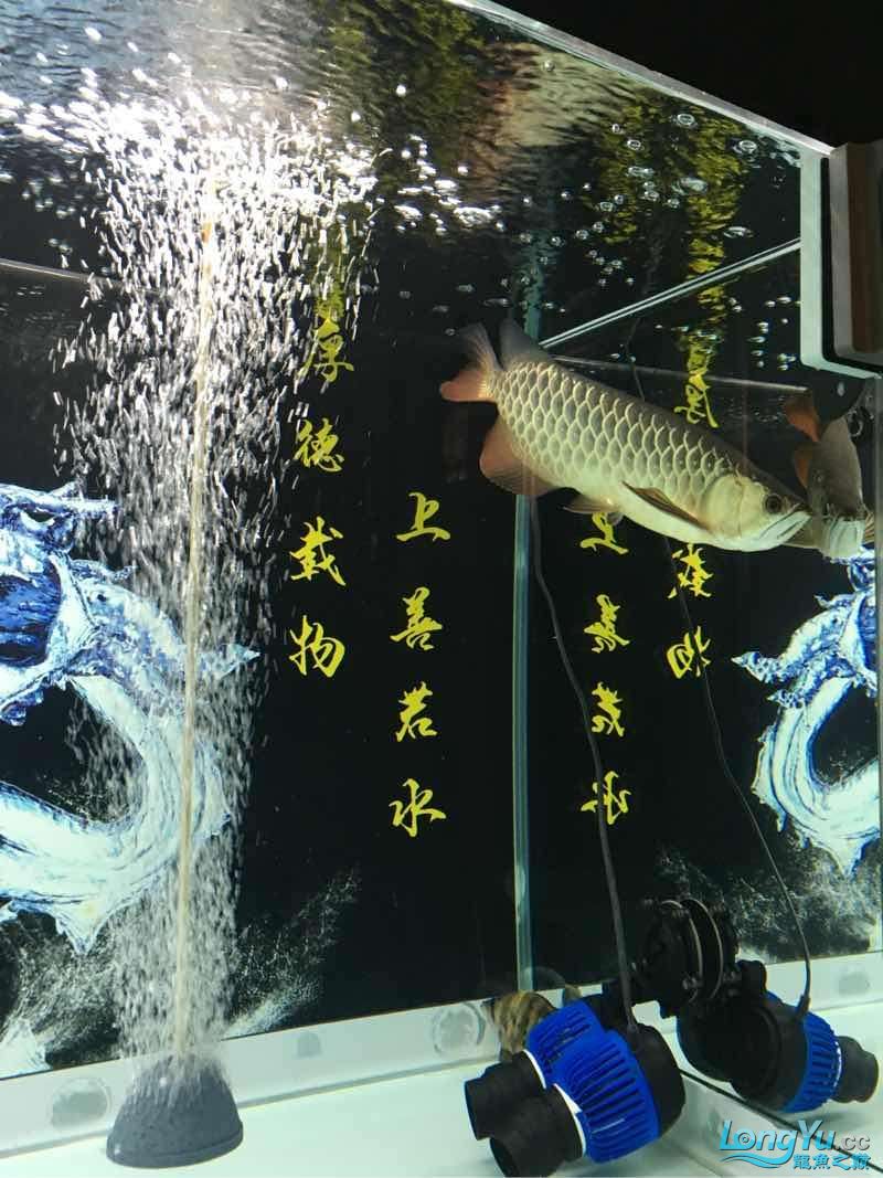 印尼總算明了一只 觀賞魚 第3張