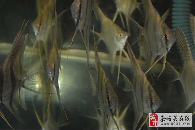 練手泰金羅漢魚 羅漢魚 第2張