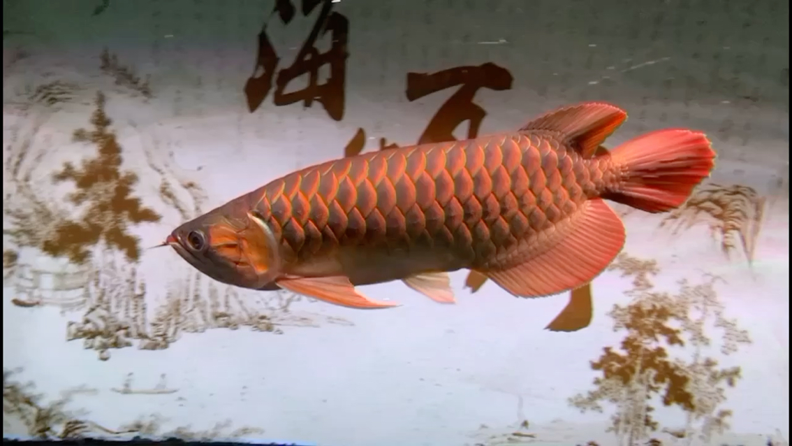 西寧觀賞魚(yú)市場(chǎng)養(yǎng)了兩年的紅龍魚(yú)