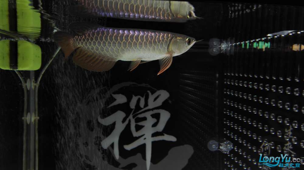 孝感觀賞魚(yú)市場(chǎng)收到速宏獎(jiǎng)品了 觀賞魚(yú)市場(chǎng)（混養(yǎng)魚(yú)） 第5張