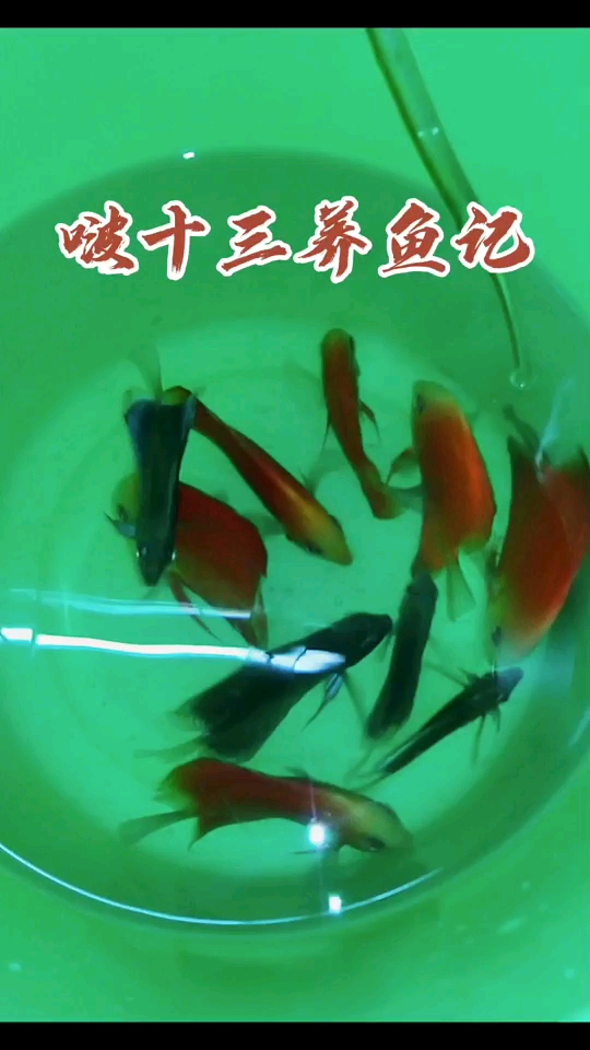 七彩神仙剛到家學習養(yǎng)七彩神仙 七彩神仙魚 第1張