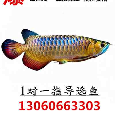 闖缸魚求教