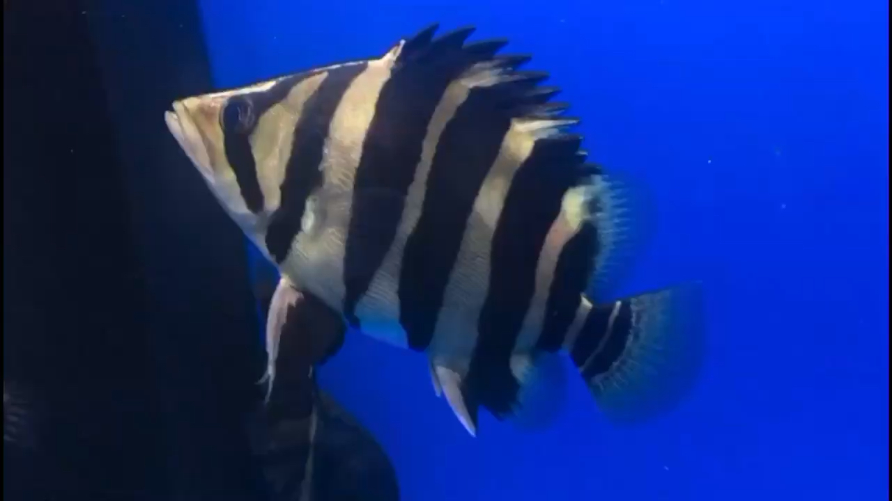 白城水族館小成長中 白子銀版魚苗 第1張