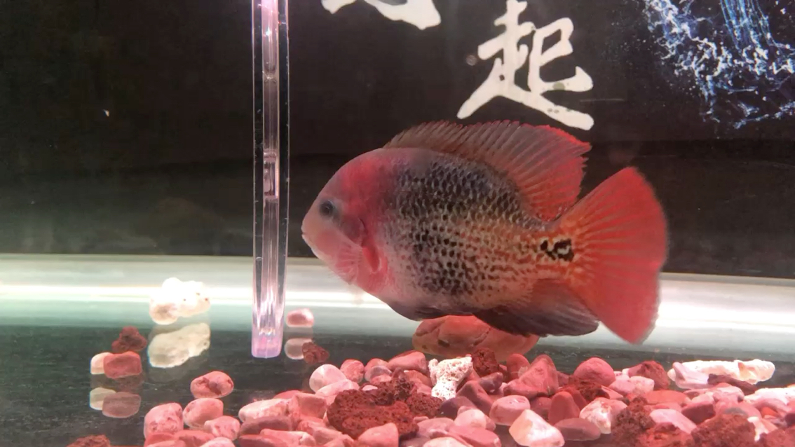 鐵頭娃 觀賞魚市場 第1張