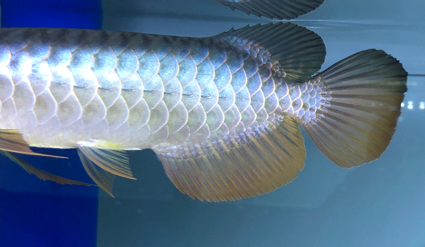 來一位大哥勸勸我我想買他 印尼紅龍魚 第1張