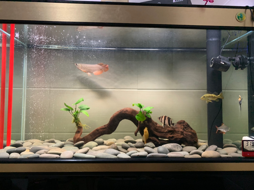 來一位大哥勸勸我我想買他 印尼紅龍魚 第3張