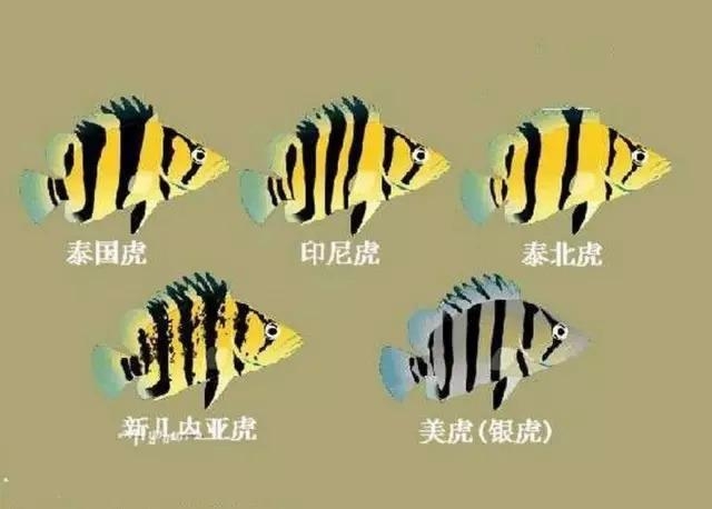 九江水族館虎魚的種類轉(zhuǎn)載 虎魚百科 第1張