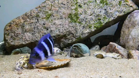 海北藏族自治州水族館我說嘴巴嘟