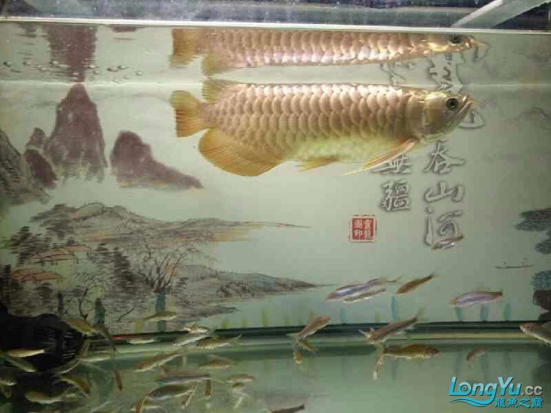 綿陽(yáng)觀賞魚市場(chǎng)很久沒(méi)上來(lái)溜一下了 觀賞魚市場(chǎng)（混養(yǎng)魚） 第2張