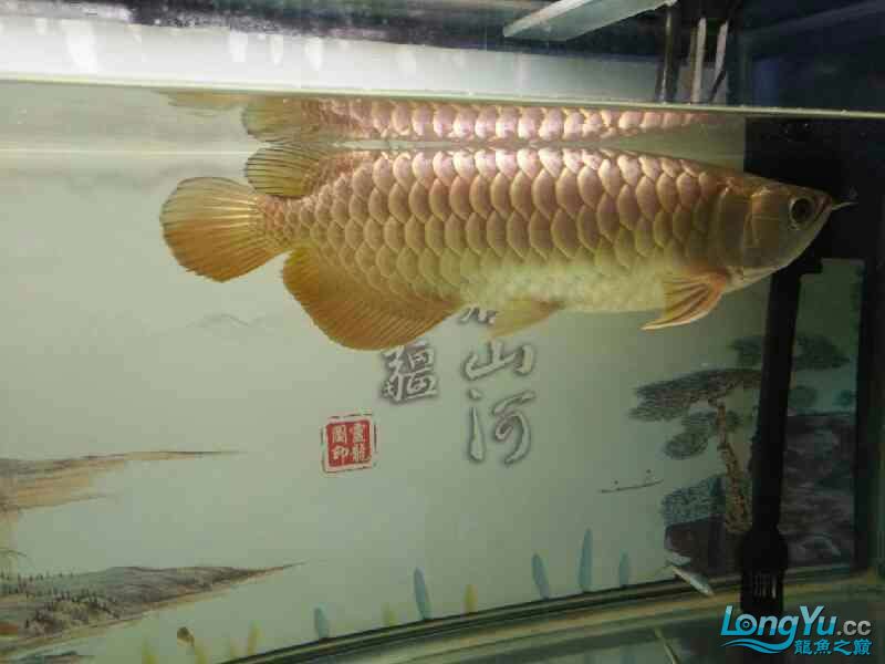 綿陽(yáng)觀賞魚市場(chǎng)很久沒(méi)上來(lái)溜一下了 觀賞魚市場(chǎng)（混養(yǎng)魚） 第1張