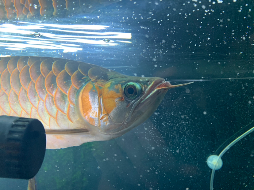 廣州觀賞魚市場(chǎng)紅龍頭型