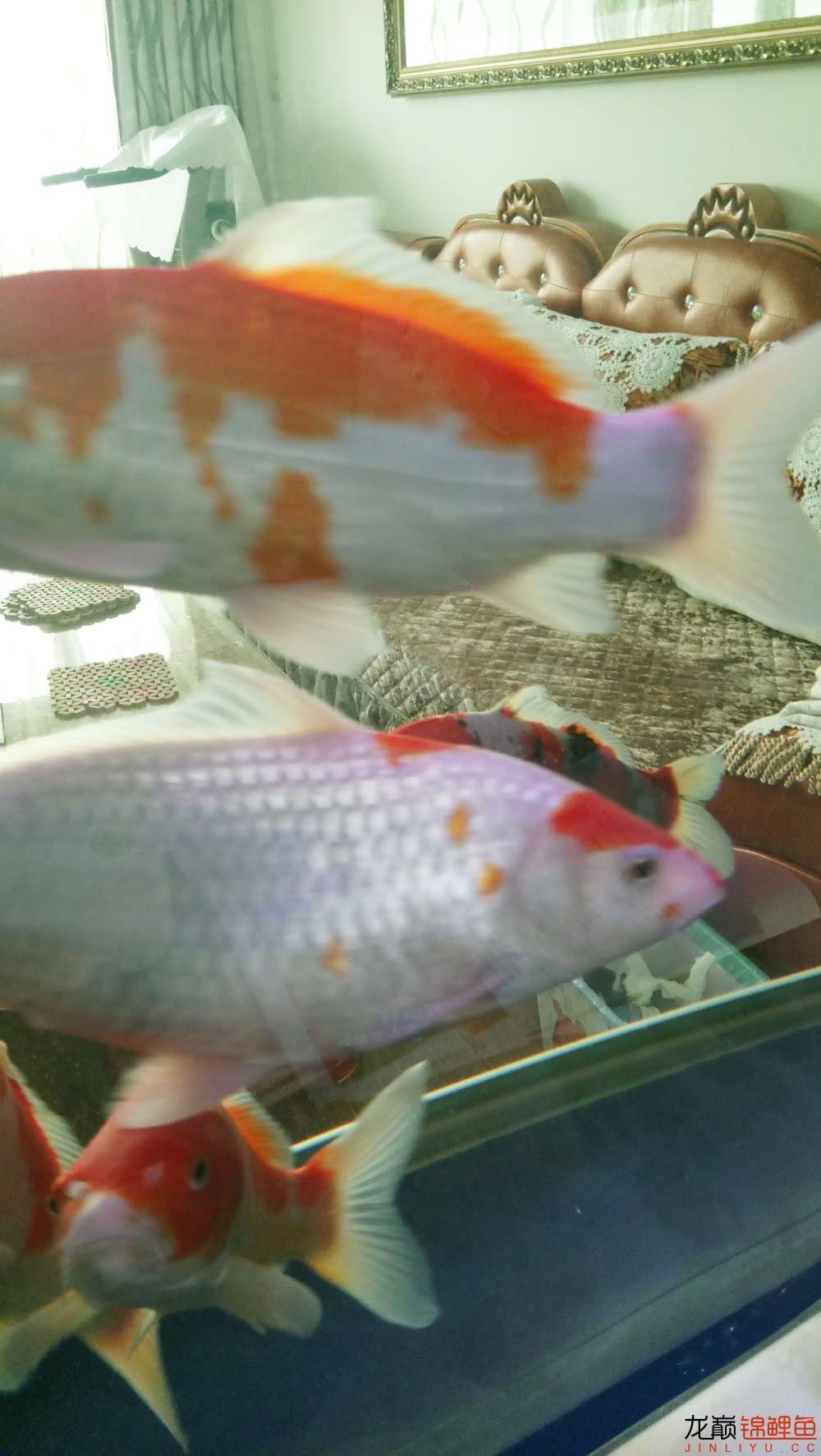 甘南州水族館感謝魚友們大師們的關注及指點 黃金鴨嘴魚 第2張