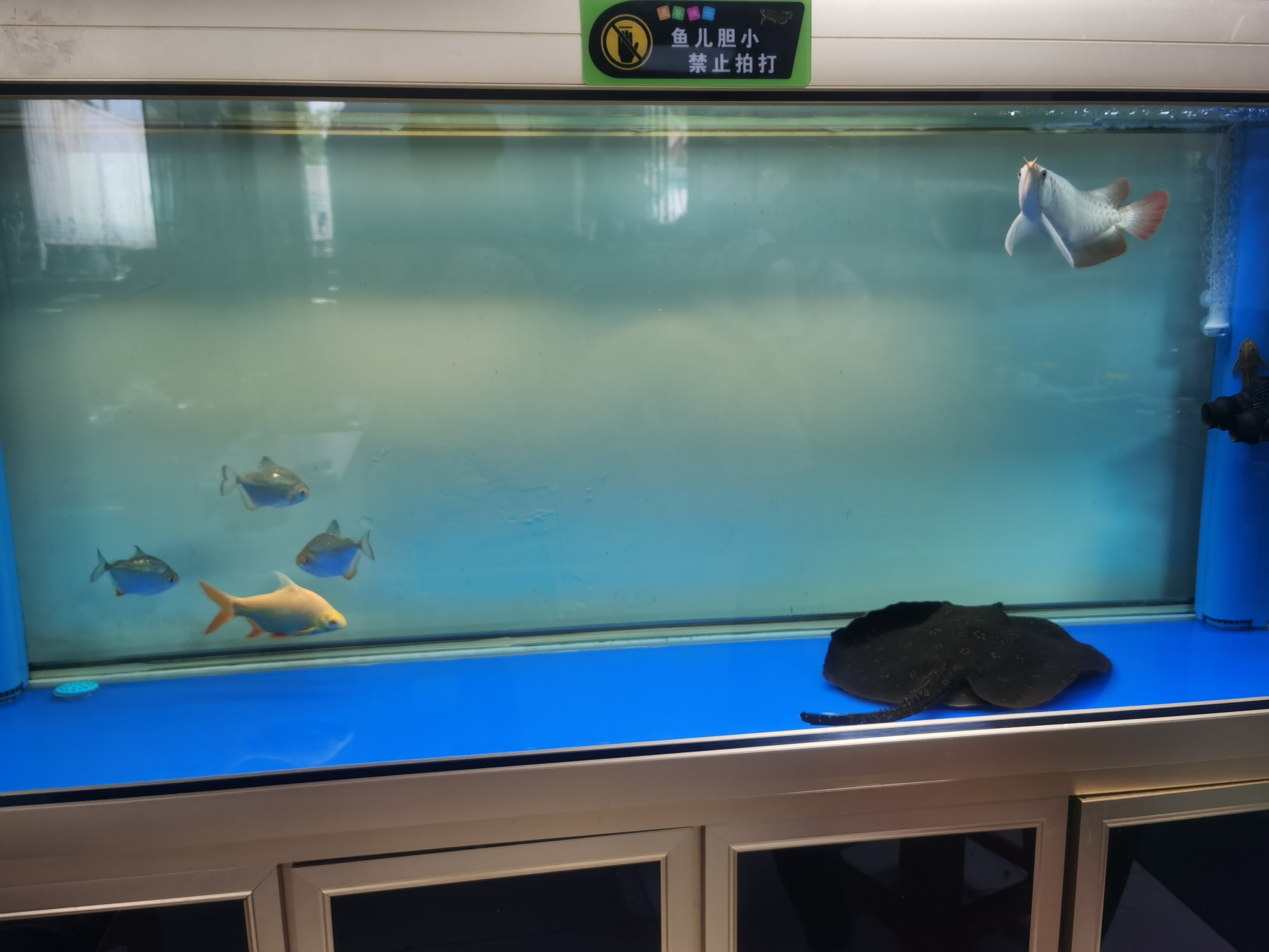 淮南水族館一塊黑抹布 銀河星鉆魚 第5張