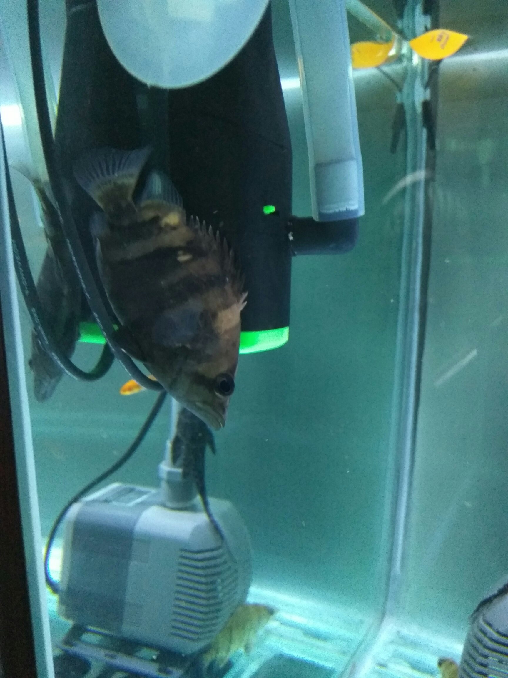 滄州水族館三只小虎