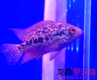 小苗建檔 帝王迷宮魚 第4張