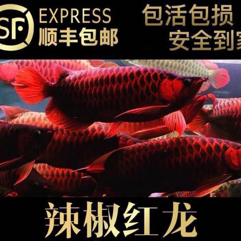 雷龍缸里蛋白蟲清理小能手 虎魚魚苗 第1張