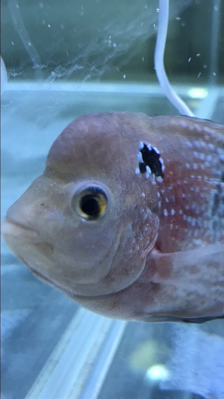 無錫水族館這是白點(diǎn)病還是水霉呢求幫忙