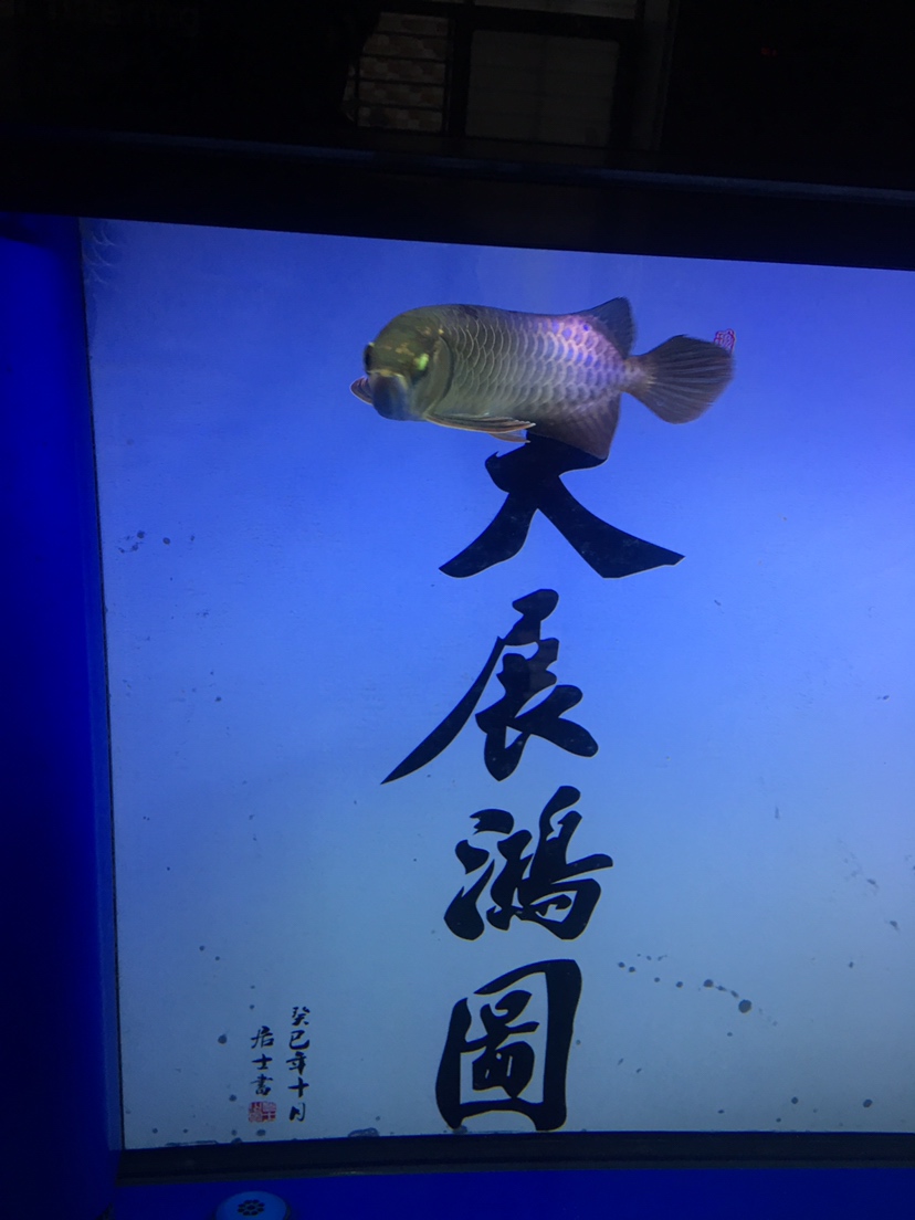 長沙觀賞魚市場這樣是微掉嗎？？ 觀賞魚市場（混養(yǎng)魚） 第6張