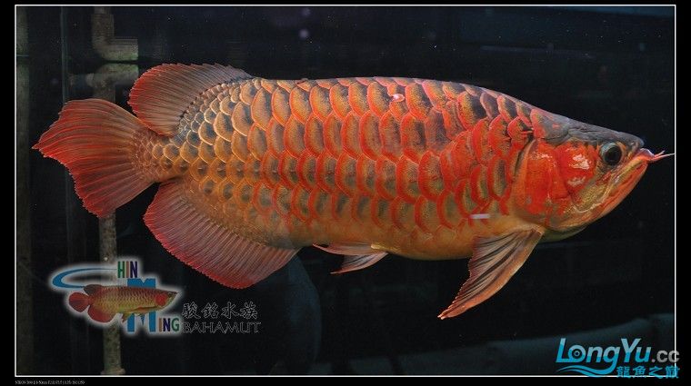 遂寧水族館巴哈姆特●泰坦黑金剛 粗線銀版魚苗 第7張