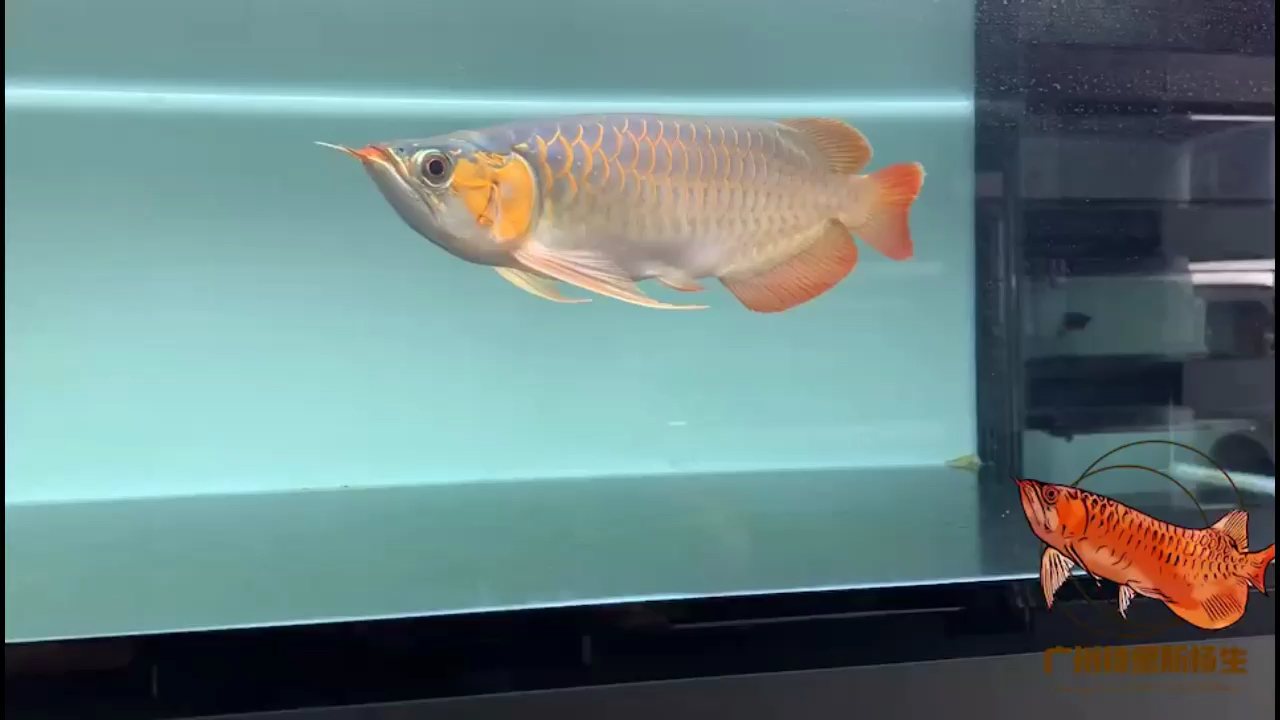 那曲水族館紅外線F1 紅尾平克魚 第2張