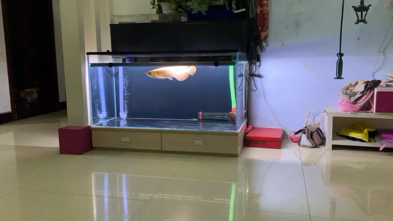 張掖水族館紅龍回來一周年 紅尾平克魚 第2張