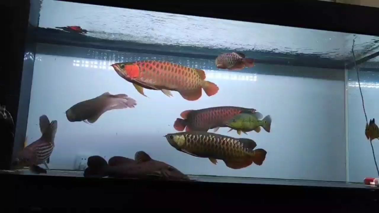 哈爾濱水族館光陰的故事