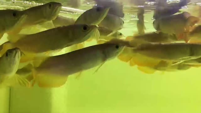 和田水族館蛋分埋汰了用刷不 水族世界 第1張