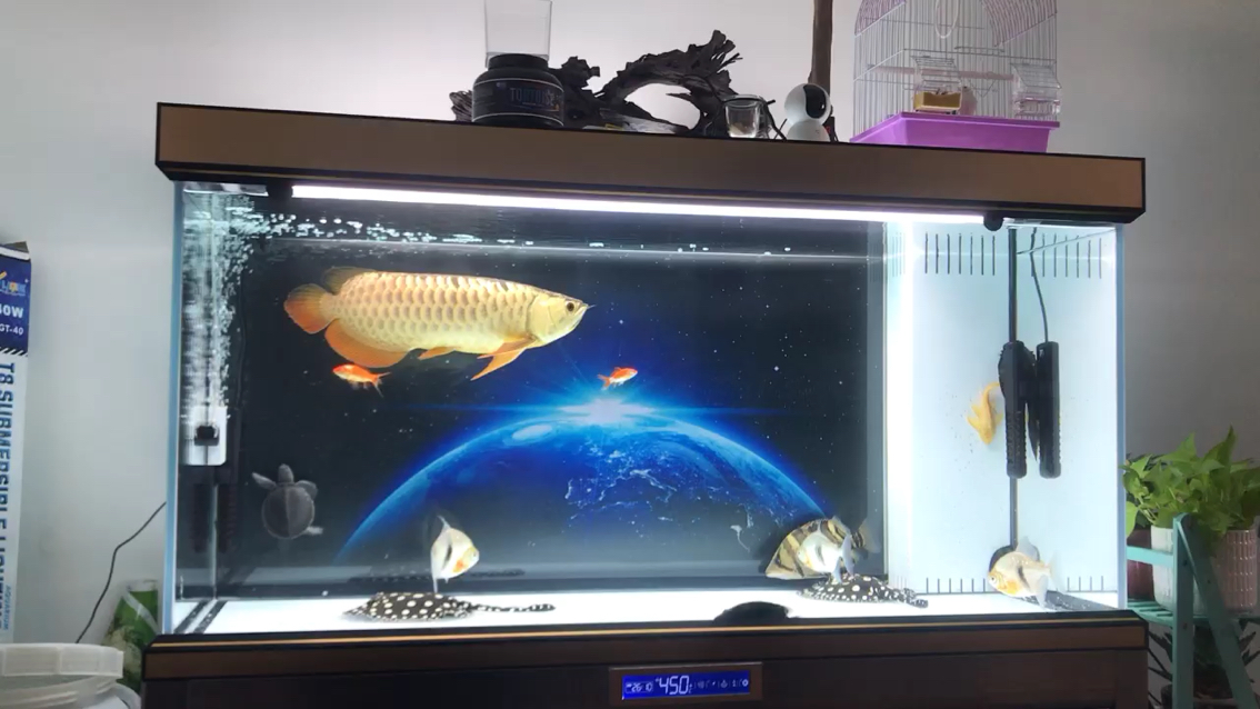 開封水族館早上聞鳥語賞魚