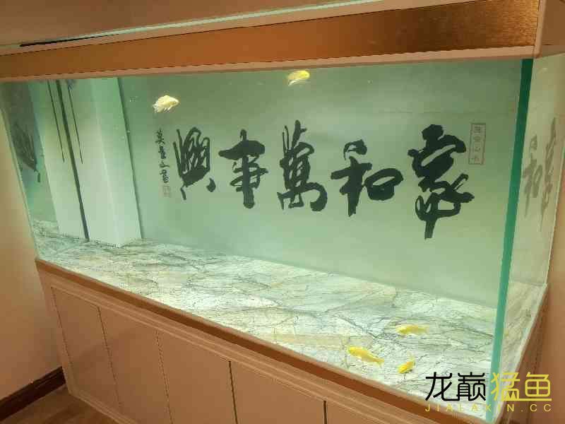 南通水族館十年養(yǎng)魚路新的起點(diǎn) 純血皇冠黑白魟魚 第4張