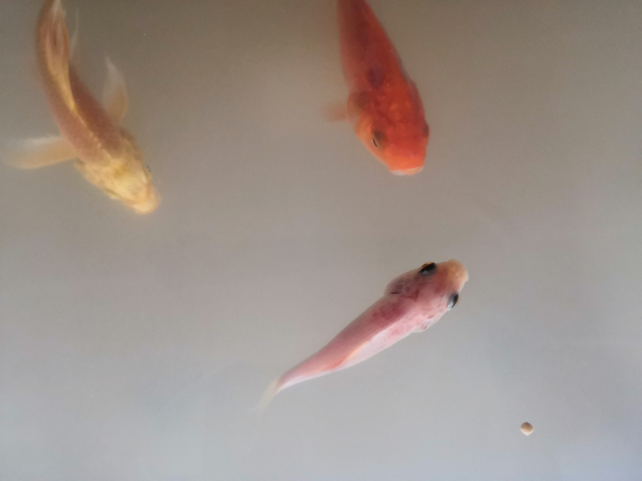 蘭州水族館魚(yú)生病了求藥方