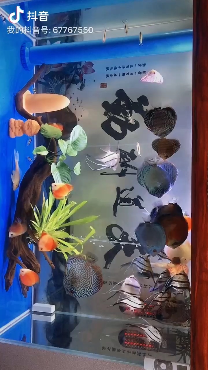 蚌埠水族館如魚得水 申古三間魚 第2張