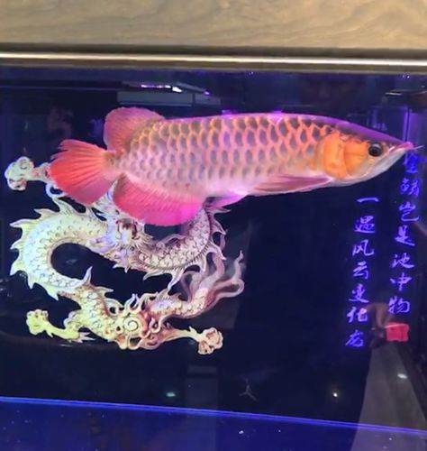 濟南水族館經典藍大頭娃娃就是帥 銀古魚苗 第1張