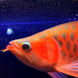 贏明峰水族菩提飼料向雪山進(jìn)發(fā) 銀古魚苗 第1張