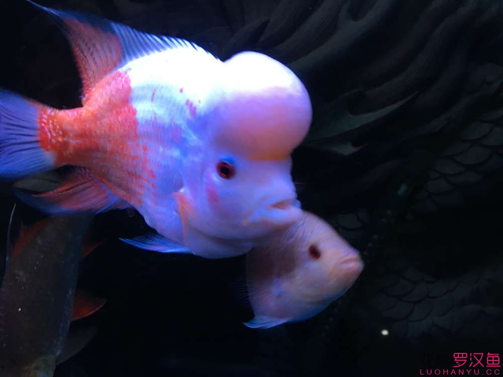 贏明峰水族菩提飼料向雪山進(jìn)發(fā) 銀古魚苗 第2張