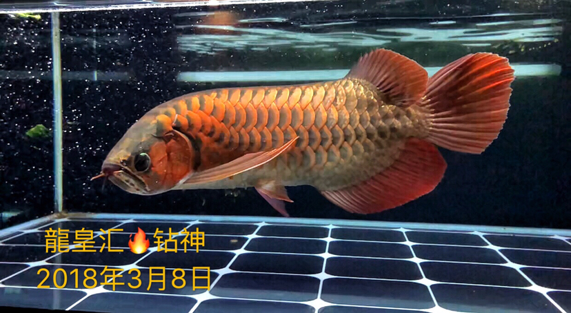 鉆神3個(gè)月的變化 慈雕魚(yú) 第4張