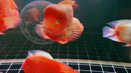 泰州水族館讓我們一起來(lái)熟悉一下鸚鵡魚六