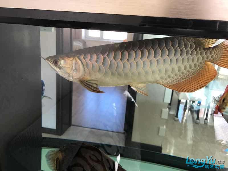 防止龍魚(yú)撞缸掉鱗 泰龐海鰱魚(yú) 第2張